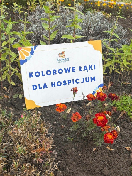 Kolorowe Łąki dla Hospicjum – razem tworzymy dobro!